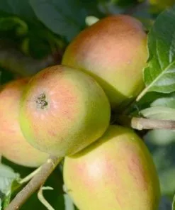 Future Forests Apple Lady Finger Of Offaly Fruit
