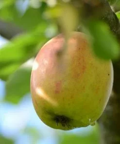 Future Forests Apple Lady Finger Of Offaly Fruit