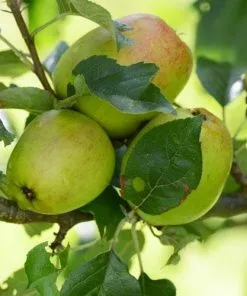 Future Forests Apple Lady Finger Of Offaly Fruit