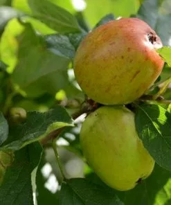 Future Forests Apple Lady Finger Of Offaly Fruit
