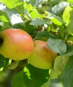 Future Forests Apple Lady Finger Of Offaly Fruit