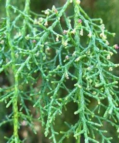 Future Forests Lagarostrobos Franklinii - Huon Pine All Conifers