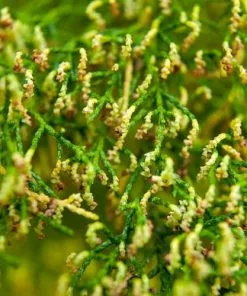 Future Forests Lagarostrobos Franklinii - Huon Pine All Conifers