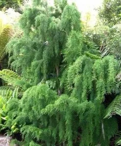 Future Forests Lagarostrobos Franklinii - Huon Pine All Conifers