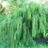 Future Forests Lagarostrobos Franklinii - Huon Pine All Conifers