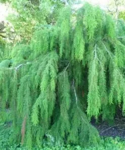 Future Forests Lagarostrobos Franklinii - Huon Pine All Conifers