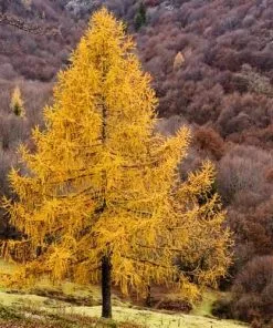 Future Forests Larix Decidua - European Larch