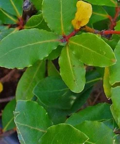 Future Forests Bay Laurel