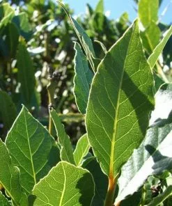 Future Forests Bay Laurel