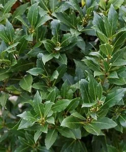 Future Forests Bay Laurel