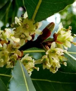 Future Forests Bay Laurel