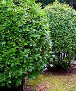 Future Forests Bay Laurel