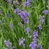 Future Forests Lavender Angustifolia Blue Scent, English Lavender 1 Future Forests Lavender Angustifolia Blue Scent, English Lavender