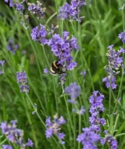 Future Forests Lavender Angustifolia Blue Scent, English Lavender