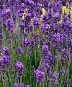 Future Forests Lavender Essence Purple, English Lavender