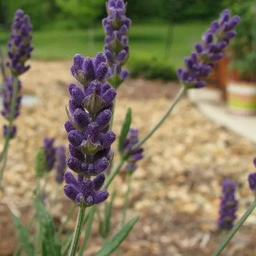 Future Forests Lavender Hidcote, English Lavender 3 Future Forests Lavender Hidcote, English Lavender