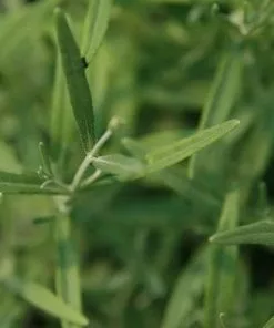 Future Forests Lavender Hidcote, English Lavender 8 Future Forests Lavender Hidcote, English Lavender
