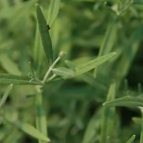 Future Forests Lavender Hidcote, English Lavender 5 Future Forests Lavender Hidcote, English Lavender