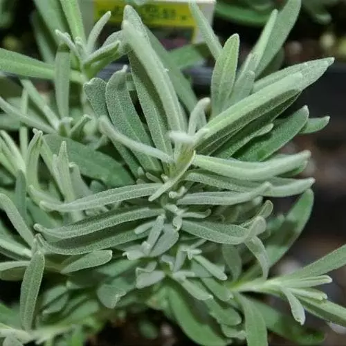 Future Forests Lavender Hidcote, English Lavender 6 Future Forests Lavender Hidcote, English Lavender