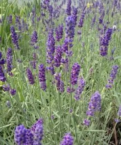 Future Forests Lavender Hidcote, English Lavender 7 Future Forests Lavender Hidcote, English Lavender