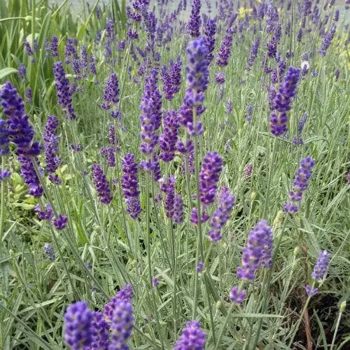 Future Forests Lavender Hidcote, English Lavender 4 Future Forests Lavender Hidcote, English Lavender