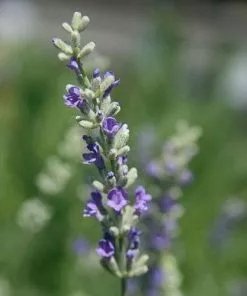 Future Forests Lavender Munstead, English Lavender