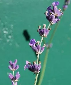 Future Forests Lavender Munstead, English Lavender