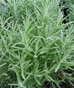 Future Forests Lavender Munstead, English Lavender