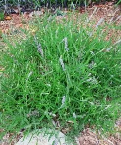 Future Forests Lavender Munstead, English Lavender