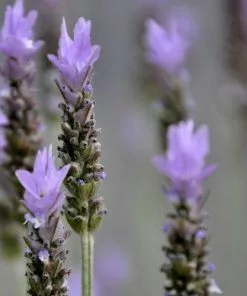 Future Forests Herbs Lavender Stoechas Papillon, French Lavender