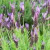 Future Forests Herbs Lavender Stoechas Papillon, French Lavender