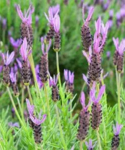 Future Forests Herbs Lavender Stoechas Papillon, French Lavender