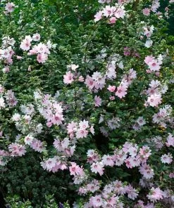 Future Forests Lavatera X Clementii Barnsley Baby 12 Future Forests Lavatera X Clementii Barnsley Baby