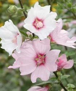 Future Forests Lavatera X Clementii Barnsley Baby 13 Future Forests Lavatera X Clementii Barnsley Baby