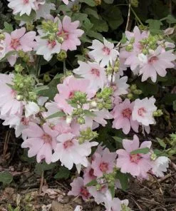 Future Forests Lavatera X Clementii Barnsley Baby 14 Future Forests Lavatera X Clementii Barnsley Baby