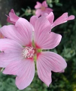 Future Forests Lavatera X Clementii Barnsley Shrubs