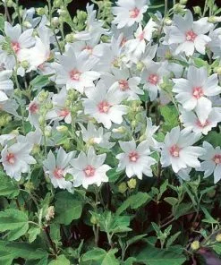 Future Forests Lavatera X Clementii Barnsley Baby 16 Future Forests Lavatera X Clementii Barnsley Baby