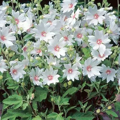 Future Forests Lavatera X Clementii Barnsley Baby 9 Future Forests Lavatera X Clementii Barnsley Baby