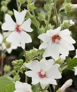 Future Forests Lavatera X Clementii Barnsley Baby 17 Future Forests Lavatera X Clementii Barnsley Baby