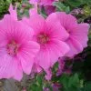 Future Forests Lavatera X Clementii Burgundy Wine Shrubs