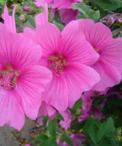 Future Forests Lavatera X Clementii Burgundy Wine Shrubs