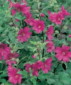 Future Forests Lavatera X Clementii Burgundy Wine Shrubs