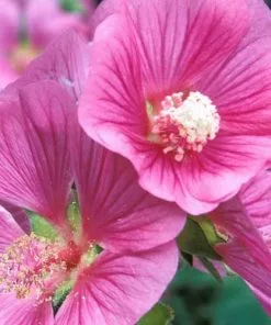 Future Forests Lavatera X Clementii Burgundy Wine Shrubs