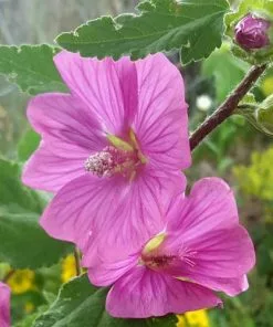 Future Forests Lavatera X Clementii Burgundy Wine Shrubs