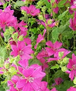 Future Forests Lavatera X Clementii Burgundy Wine Shrubs