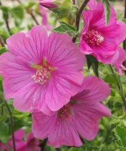 Future Forests Lavatera X Clementii Burgundy Wine Shrubs