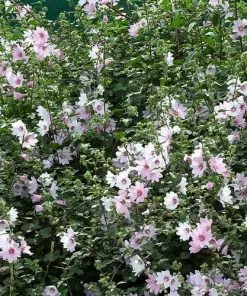 Future Forests Lavatera X Clementii Barnsley Baby