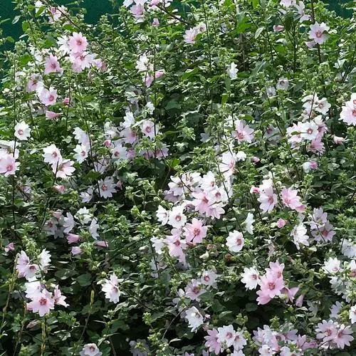 Future Forests Lavatera X Clementii Barnsley Baby 3 Future Forests Lavatera X Clementii Barnsley Baby