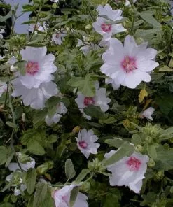 Future Forests Lavatera X Clementii Barnsley Baby