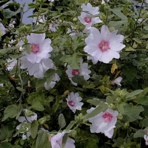 Future Forests Lavatera X Clementii Barnsley Baby 4 Future Forests Lavatera X Clementii Barnsley Baby